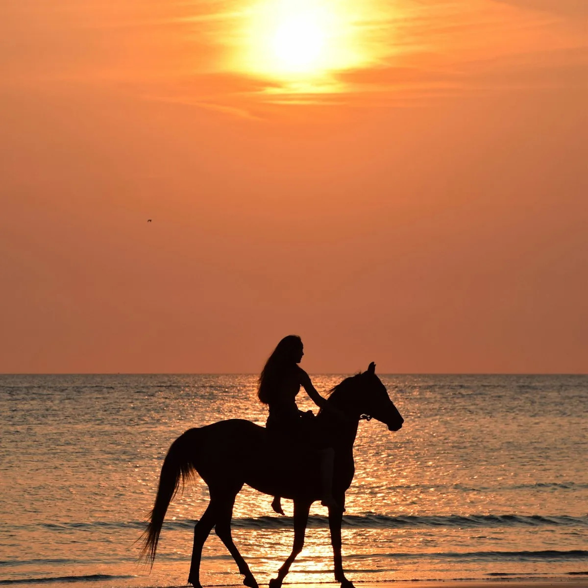 Balades à cheval